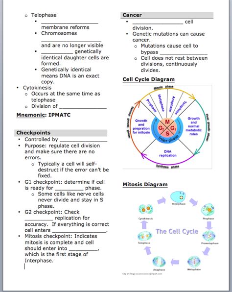 cell cycle science skills worksheet answer key